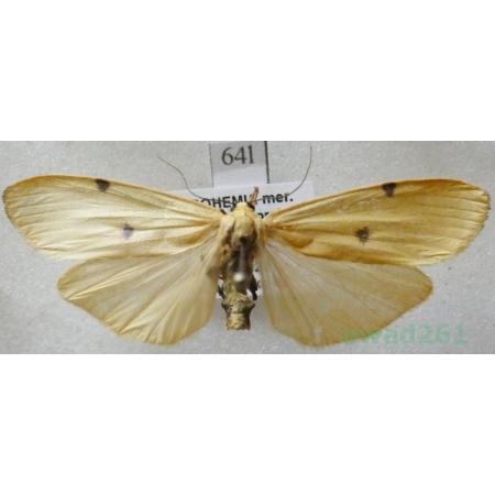 Lithosia quadra (Linnaeus, 1758) female Powrózka dwuplamka Czech64l